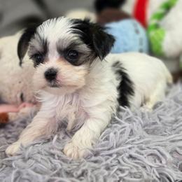Two Spot - Piebald male Morkie puppy in St. Cloud, Florida from K and E Small Breed Puppies