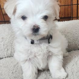 Maltese Puppies from Arizona Maltese Gems