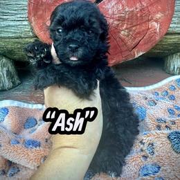 Ash - Black & white male Maltipoo puppy in Coal City, Indiana from Angel Blue Dogs