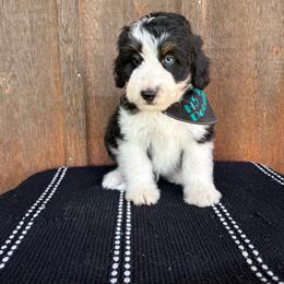 Sunny - Black tri-color male Aussiedoodle puppy in Eastland, Texas from H5 Mini Doodles