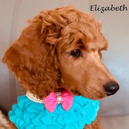Poodle Puppies from Aglow Standard Poodles