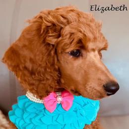 Poodle Puppies from Aglow Standard Poodles