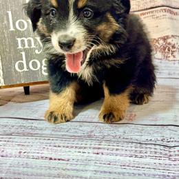 Black tri male - Black tri male Miniature Australian Shepherd puppy in Lemon Cove, California from Magic Ranch Mini Aussies