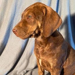 Boy 1 - Catahoula Leopard Dog puppy in Pavillion, Wyoming from TNT Catahoulas