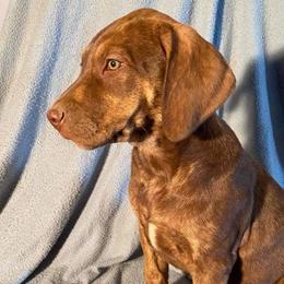 Boy 1 - Catahoula Leopard Dog puppy in Pavillion, Wyoming from TNT Catahoulas