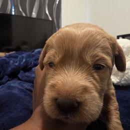 Boo Yellow - Cafe female Labradoodle puppy in Commerce City, Colorado from Playful Paws Labradoodles