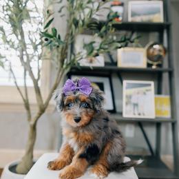 Artichoke - female Australian Mountain Doodle puppy in Murray, Utah from Sun Valley Doodles
