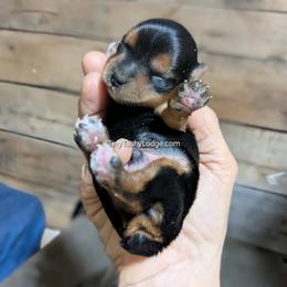 AKC traditional male - Blue and gold male Yorkshire Terrier puppy in Greencastle, Indiana from Tiny Tushy Lodge