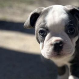 Boston Terriers from Lakeview Bostons