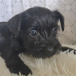 Aries - Black male Miniature Schnauzer puppy in Titusville, Florida from Alysha's Grandbabies