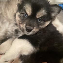 Pomsky Puppies from Blue Sky Pomsky