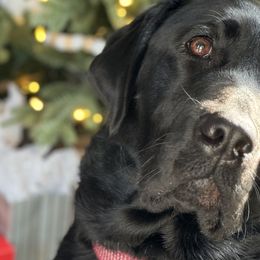 Australian Shepherds and Labrador Retrievers from Tate Farm Aussies & Retrievers