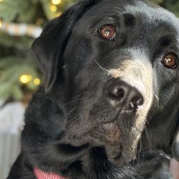 Australian Shepherds and Labrador Retrievers from Tate Farm Aussies & Retrievers