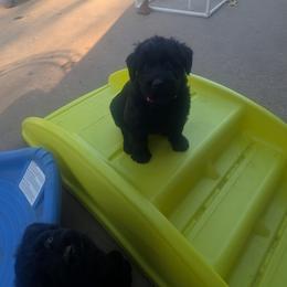 Giant Schnauzer Puppies from Riesenschnauzers von Reh Bach