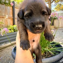 Belgian Tervuren Puppies from Nordstern Tervuren