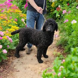 Marnie - Poodle
