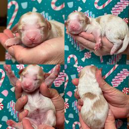 Bailey - Parti female Goldendoodle puppy in Yuciapa, California from AlltheDoodlez_