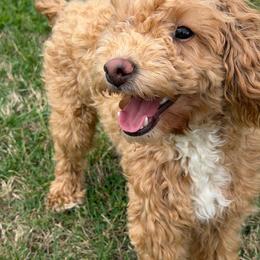 Poodle puppies from Joy-Fur Puppies