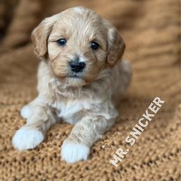 Mr. Snicker - Apricot male Goldendoodle puppy in Sacramento, California from Dandy Doodles Goldendoodles