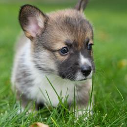 Dover - Sable male Pembroke Welsh Corgi puppy in Elberta, Utah from 3F Farms- Pembroke Welsh Corgis and Irish Wolfhounds