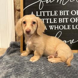 Diesel - Cream male Dachshund puppy in Stilwell, Oklahoma from B & K Dachshunds