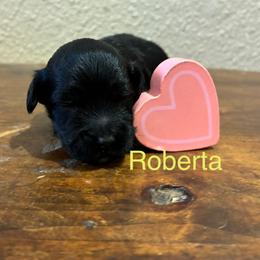 Roberta - Black phantom female Aussiedoodle puppy in Oklahoma City, Oklahoma from Foneb Farm - The F1B Farm
