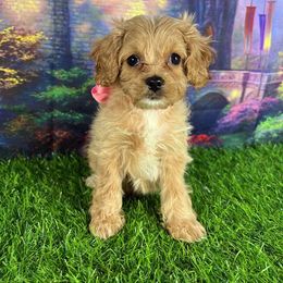 Pink Collar - female Cavapoochon puppy in Waterford, California from Windy Hill Doodles