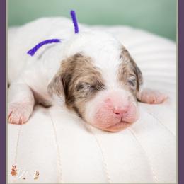 Magenta - Merle female Cockapoo puppy in Connersville, Indiana from Deaz Doodle Ranch