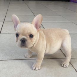 French Bulldog Puppies from MaFrenchiesBadandBoujee