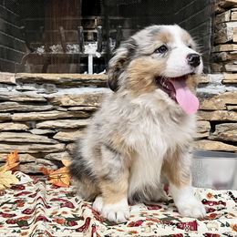Kayce - Blue merle male Australian Shepherd puppy in Red Springs, North Carolina from Julia Rose Ranch
