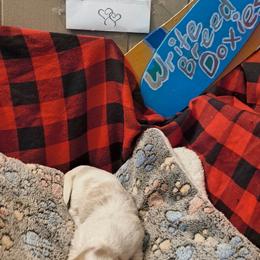 Charity - Piebald female Dachshund puppy in Hollis, Oklahoma from Write Breed Doxies