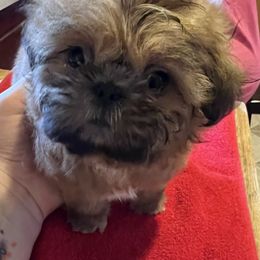 Shih Tzu Puppies from DavOrr’s LoweryBell Shih Tzus
