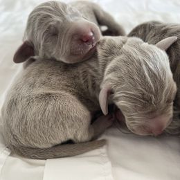 Boy 4 - Silver gray male Weimaraner puppy in Carter, Montana from PM Weimaraners