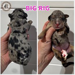 Big Rig - Blue merle female Bernedoodle puppy in Banner Elk, North Carolina from Walnut Tree Bernedoodles