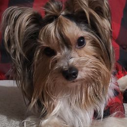 Dean - Biewer Terrier