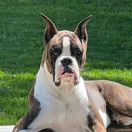 Boxers from Legends Creek Boxers