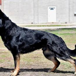Hvizterk - German Shepherd