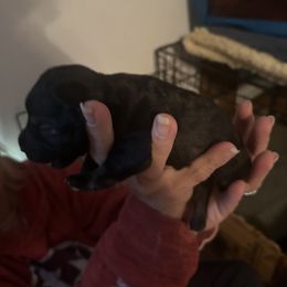 Girl 1 - Miniature Schnauzer puppy in Crossville, Tennessee from Farmers Creek Kennel