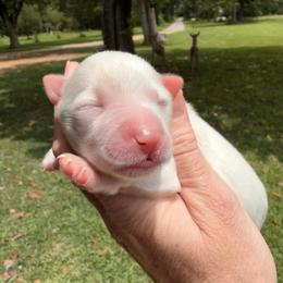 Beau - Wheaten male Miniature Schnauzer puppy in Silver Creek, Mississippi from Mamie’s Minis, LLC
