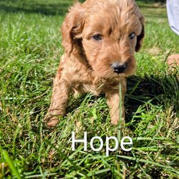 Hope - Red  female Goldendoodle puppy in Red Oak, Iowa from Fisher Pups-Stay Golden with a Doodle