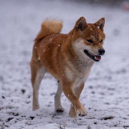 Shiba Inu Puppies from Evenfalls Shiba Inu