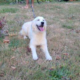 Mr Blue - Golden Retriever puppy from Alpine Valley Ranch-European English Cream Golden Retriever