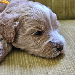 Benny - Apricot male Australian Labradoodle puppy in Lithia, Florida from Waterford Doodle Farm