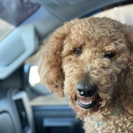 North - Goldendoodle