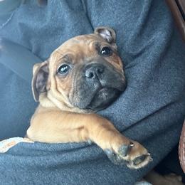Staffordshire Bull Terrier Puppies from Moonspinner Staffords