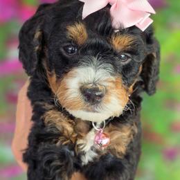 Bernedoodle puppies from Sugarland's Texas Goldendoodles