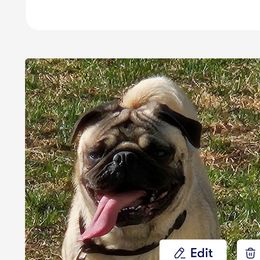 Nora - Pug