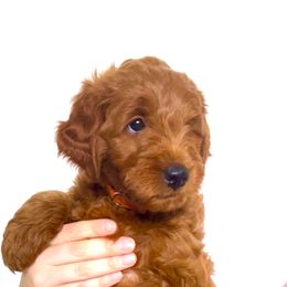 "Ron" Goldendoodle Puppies from Indy Goldendoodles
