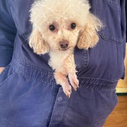 Poodle puppies from 5AFarms