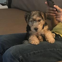 Lakeland Terrier puppies from Teraz